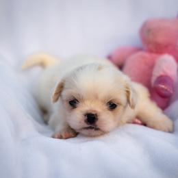 Pekingese, Poodle, and Shih Tzu Puppies from Happy puppies