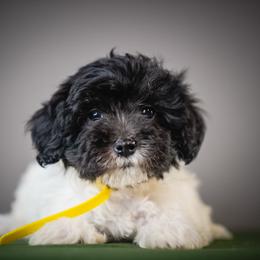 Sunshine Yellow - Black and white female Schnoodle puppy in Caldwell, Idaho from Boise Doodle Co.