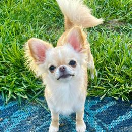 Idalia - Chihuahua