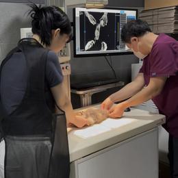 Pomeranian Puppies from Teacup Pomeranians with Teddy bear looks