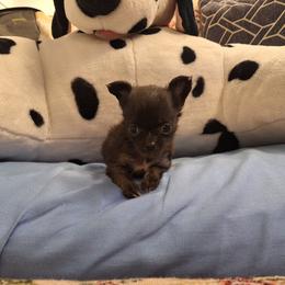 Soledad - Black female Chihuahua puppy in Haines City, Florida from Kassafina Kennel