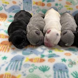 French Bulldog puppies from Touché Frenchie