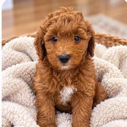 Boy 3 - Red  male Goldendoodle puppy in Godley, Texas from Godley Designer Doodles