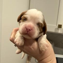 Girl 1 - Blenheim female Cavalier King Charles Spaniel puppy in Washington, North Carolina from Farmhouse Cavaliers NC