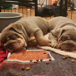 Bulldog Puppies from Rougaroux Bulldoge
