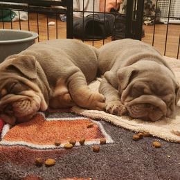 Bulldog Puppies from Rougaroux Bulldoge