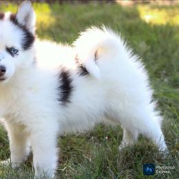 Patch -Ready now - Black and white male Pomsky puppy in Bremen, Indiana from AMS Pomeranians and Pomskies in Indiana