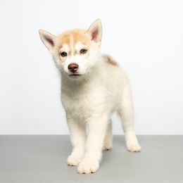 Edmund - Red and white male Siberian Husky puppy in Meadow Vista, California from Thistle Hill Siberians