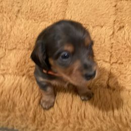 Neil - Blue and cream Dachshund puppy in Windsor, New York from Sweeney’s Weenie Dogs