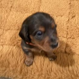 Neil - Blue and cream Dachshund puppy in Windsor, New York from Sweeney’s Weenie Dogs