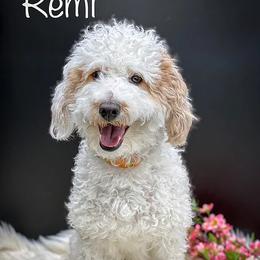 Remi - Poodle