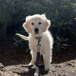 Coco-Orange - Light golden Golden Retriever puppy in Scio, Oregon from Dandelion Meadows Farm