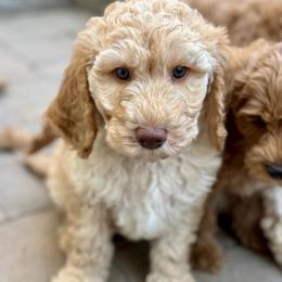 Micah - Red  male Goldendoodle puppy in Lehi, Utah from Thompson Family Puppies