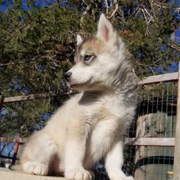 Candy - Gray and white female Siberian Husky puppy in Mccool Junction, Nebraska from Sininger Lagoon