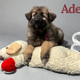 Adele - Black and tan female Shiloh Shepherd puppy in Lancaster, Ohio from Brick Chapel Shilohs