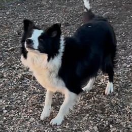 Bergie - Border Collie