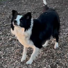 Bergie - Border Collie
