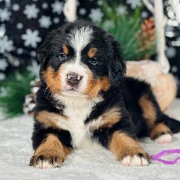 Purple girl - Black rust and white female Bernese Mountain Dog puppy in Waukesha, Wisconsin from Bernese Boutique