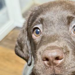 Labrador Retrievers from Kelly Haven Labs