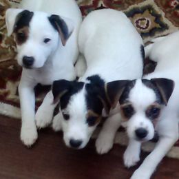 Jack Russell Terriers from James River Jack Russell Terriers