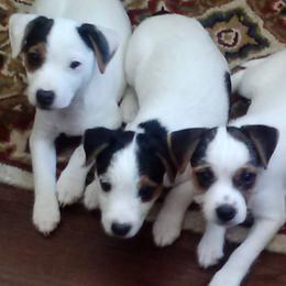 Jack Russell Terriers from James River Jack Russell Terriers