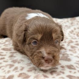 Girl 1 - Red tri female Miniature Australian Shepherd puppy in Arcadia, Indiana from Sunset Cowgirl Mini Aussies