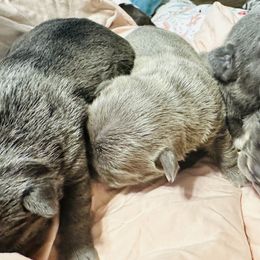 French Bulldog Puppies from French OG Los Ángeles