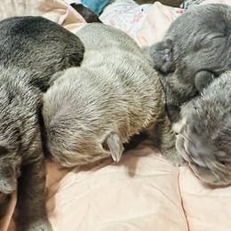 French Bulldog Puppies from French OG Los Ángeles