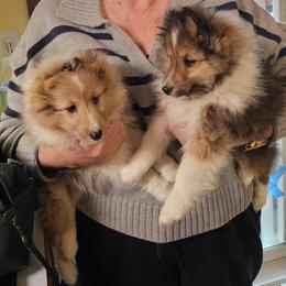 Wysteria Mist Lady's Holly - Sable merle and white female Shetland Sheepdog puppy in Cottage Grove, Minnesota from Wysteria Mist Shetland Sheepdogs