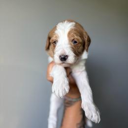 Banana - Parti male Goldendoodle puppy in Smithfield, Kentucky from KBK9 Kennels