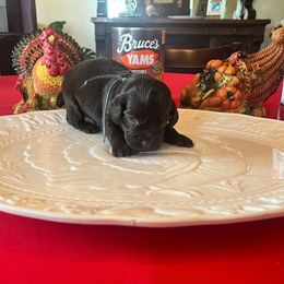 Blue Collar - Brown male Boykin Spaniel puppy in Hurtsboro, Alabama from PARK’s Family Farm