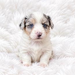 Cheyenne - Blue merle and white female Cardigan Welsh Corgi puppy in Kerens, West Virginia from Leather & Lace
