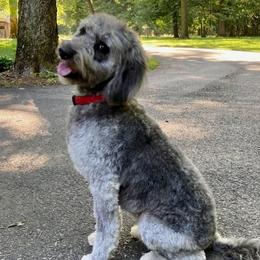 Sage - Aussiedoodle