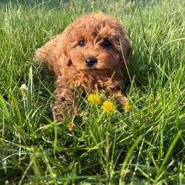 Chloe - Red female Maltipoo puppy in Feasterville Trevose, Pennsylvania from HMH’s Maltipoos & Cavaliers