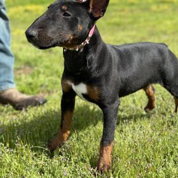 Belgian Malinois Puppies from ROSC K9