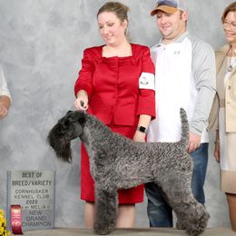 Kerry Blue Terriers from Green Lantern Kerry Blue Terriers