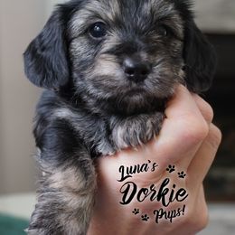 Companion Cross Puppies from Luna's Dorkie Pups