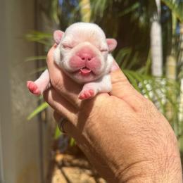 Camila - Cream female French Bulldog puppy in Largo, Florida from Big Daddy Frenchies