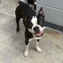 Lulu - Boston Terrier