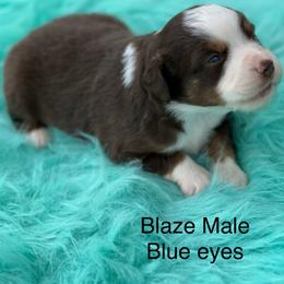 Blaze - Red tri male Toy Australian Shepherd puppy in Granbury, Texas from Texas Miniature Aussies