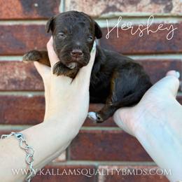 Hershey - Brown and white male Bernedoodle puppy in Owasso, Oklahoma from Kallams Bernedoodles & Bernese Mountain Dogs