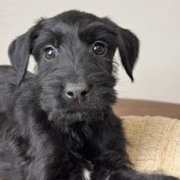Boy 2 - Black male Giant Schnauzer puppy in St George, Utah from Schnauzer Ranch
