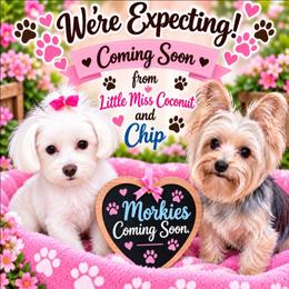 Morkie puppies from TenderLittleCuties