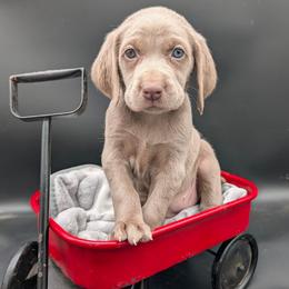 Joan Jett - Silver gray female Weimaraner puppy in Evart, Michigan from Drehbar Weimaraners