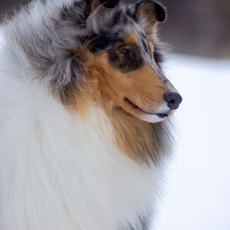 Collie All Grown Up from 5C's Collies