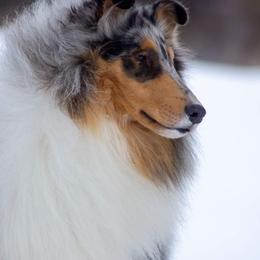 Collie All Grown Up from 5C's Collies