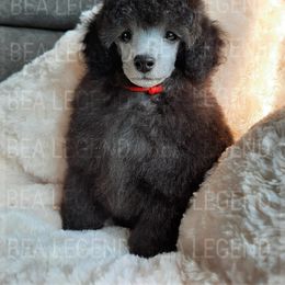 Poodle Puppies from Bea Legend Toy and Mini Poodles
