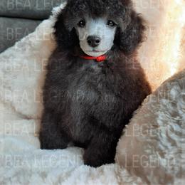 Poodle Puppies from Bea Legend Toy and Mini Poodles