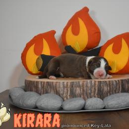 Australian Shepherd Puppies from Starlit Grove Australian Shepherds