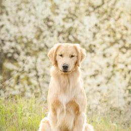 Golden Retrievers and Labrador Retrievers from Twisted Ranch Retrievers